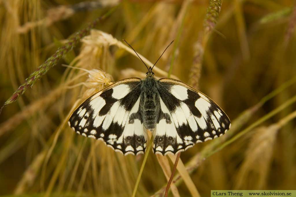 schackbräde, Melanargia galathea